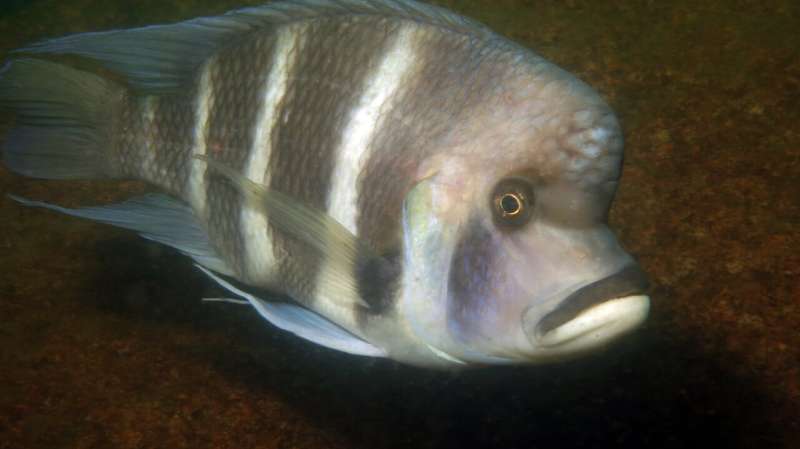 Cichlid Curiosity: How Exploratory Behavior Drives Biodiversity & Adaptation