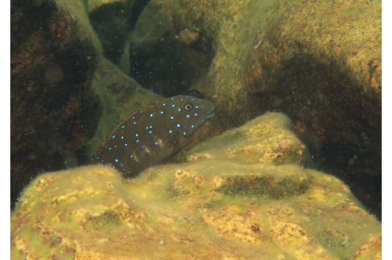 Cichlid Curiosity: How Exploratory Behavior Drives Biodiversity & Adaptation