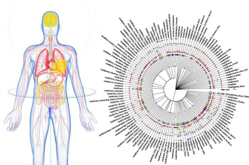 Human Cell Atlas: A New Era in Biomedical Research - Karolinska Institutet