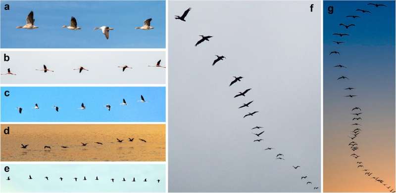 Bird Flocking: Uncovering the Aerodynamics of Coordinated Flight