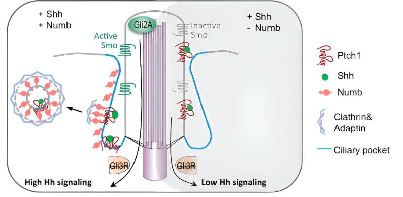 Cilium Signaling: Key Protein Discovered for Cell Communication