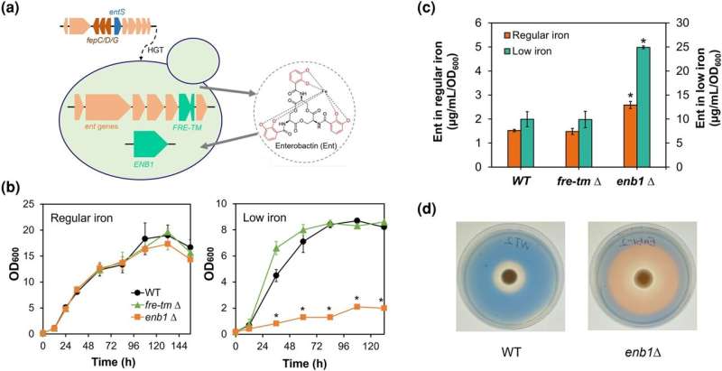 Evolution of Microbial Iron Acquisition: New Insights from *St. bombicola*