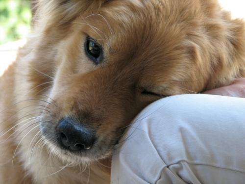 Lyme Disease in Dogs: Symptoms, Prevention & Treatment