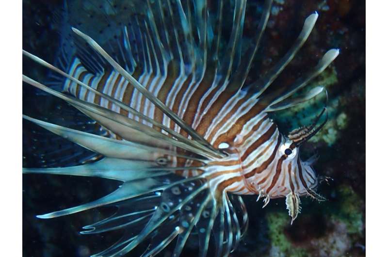 Lionfish Invasion in the Mediterranean: A Growing Ecological Threat
