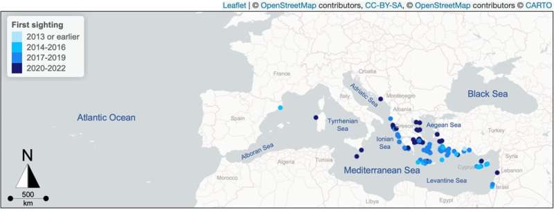 Lionfish Invasion in the Mediterranean: A Growing Ecological Threat