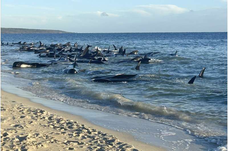 Western Australia Pilot Whale Stranding: Rescue Efforts Underway After Over 100 Beached