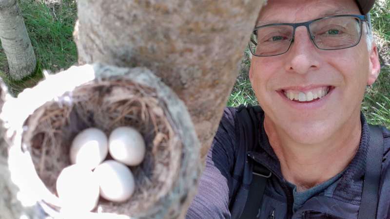 Least Flycatcher Habitat: Study Reveals Key Breeding Grounds for Conservation