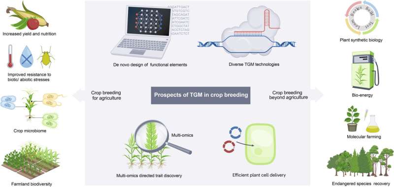Genome Editing in Crop Breeding: Advancing Agricultural Innovation