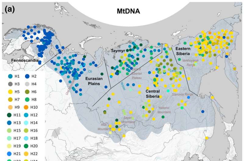 Wolverine Genetic Diversity: Study Reveals Critical Decline in Nordic Populations
