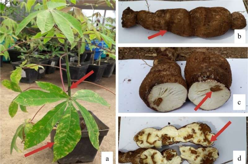 Cassava Brown Streak Disease Resistance: Advancements & Management