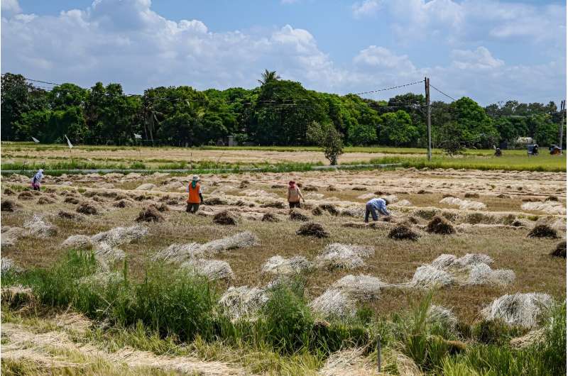 Philippines Halts Golden Rice Production Amid Safety Concerns
