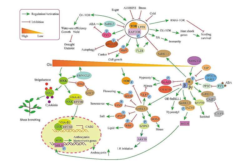 Understanding Plant Growth: A Review of Key Sugar Metabolism Proteins (HXK, SnRK1, TOR)