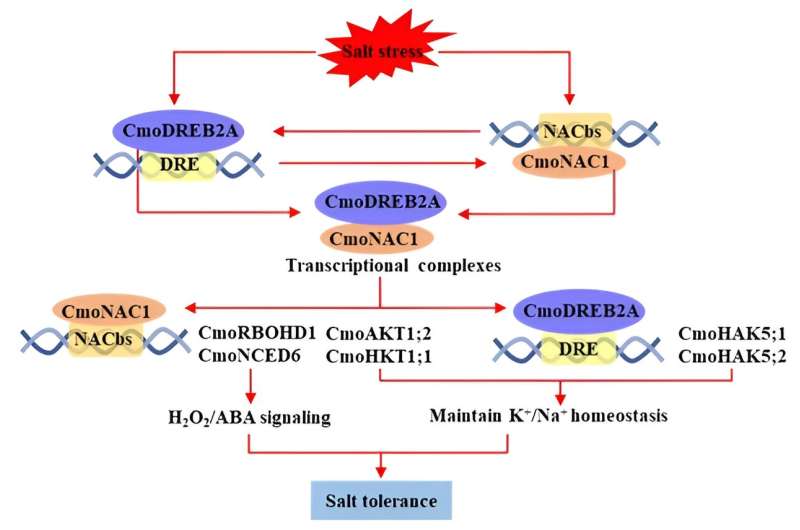 Pumpkin Genes CmoDREB2A & CmoNAC1 Enhance Salt Tolerance in Grafted Cucumbers