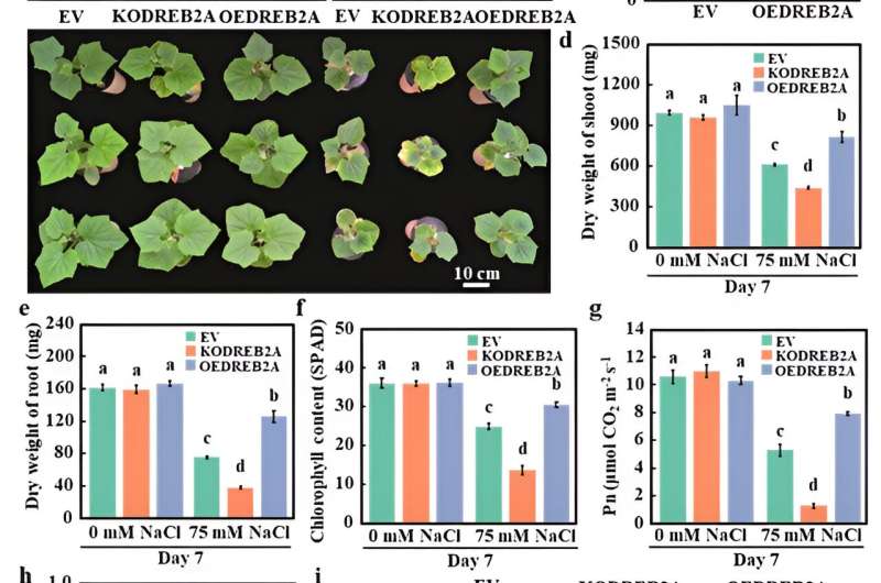 Pumpkin Genes CmoDREB2A & CmoNAC1 Enhance Salt Tolerance in Grafted Cucumbers