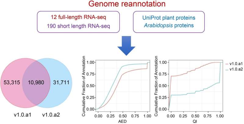 Taizhong 6 Sweetpotato Genome Update: Comprehensive Gene Annotation v1.0.a2