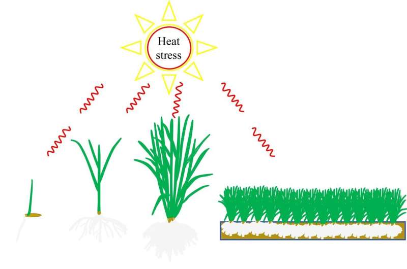 Heat Tolerance in Cool-Season Turfgrass: Research & Strategies