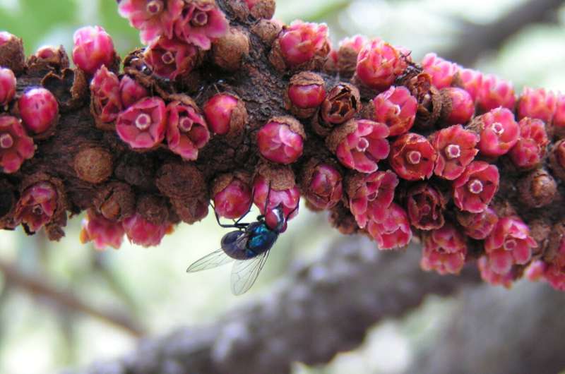 Global Plant DNA Study Reveals New Insights into Plant Evolution