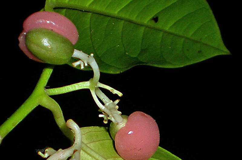 Global Plant DNA Study Reveals New Insights into Plant Evolution