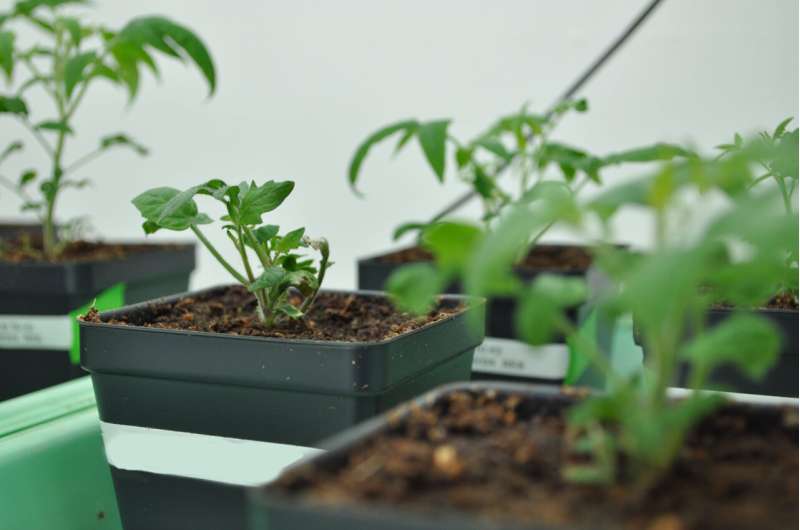 Tomato Genetics Reveal Potential for Novel Traits | MSU Research