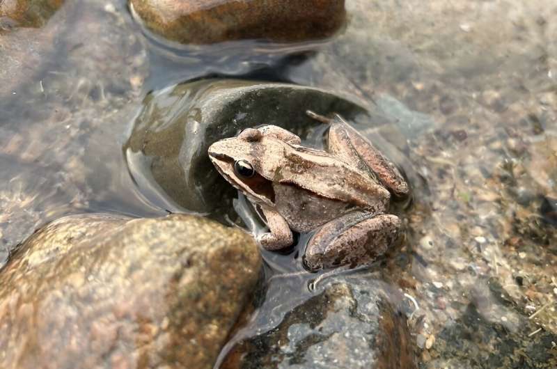 Rapid Evolution in Wood Frogs Driven by Road Salt Exposure | Ecology & Evolution