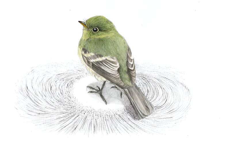 Evolution of Magnetic Navigation in Birds: The Yellow-bellied Flycatcher Case Study