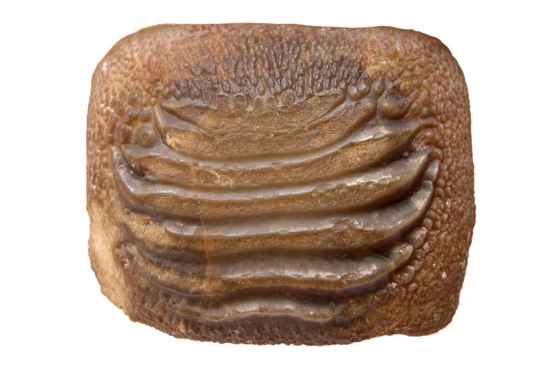 Dinosaur-Era Shark Fossils Discovered in Mexico: A Remarkable Find