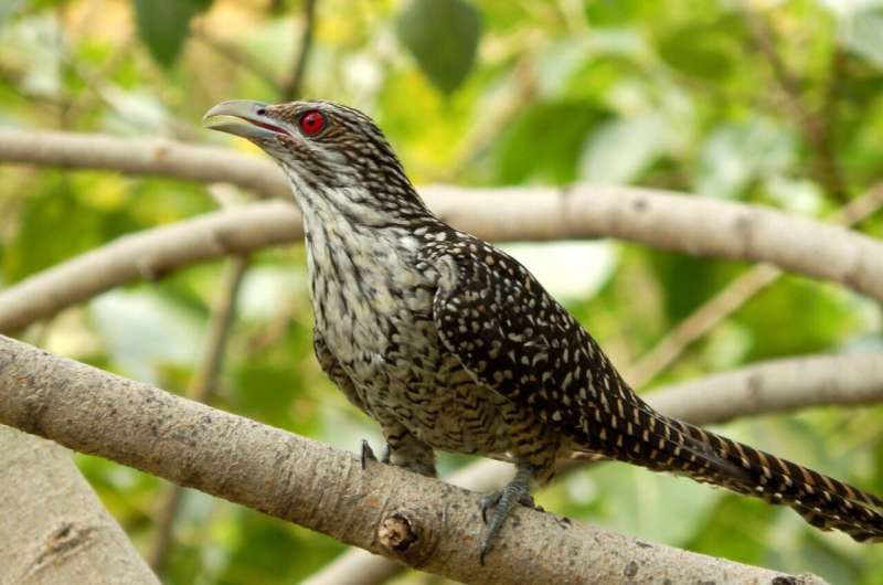 Ancient Mutations Drive Color Variations in Female Cuckoos – Evolutionary Biology Insights