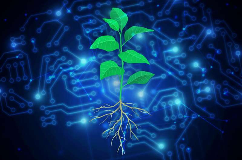 AI-Powered Plant Engineering for Climate Change Mitigation | Salk Institute