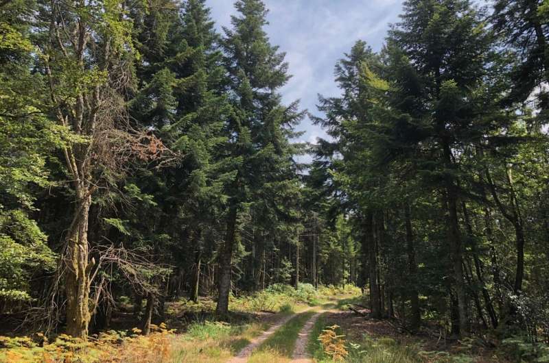 Mapping Soil RNA Reveals Fungal Roles in Forest Ecosystems