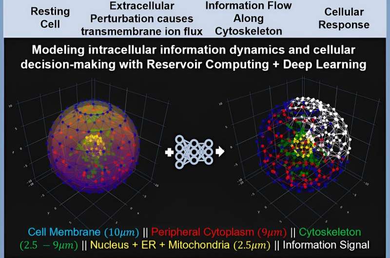 Cellular Communication: New Research Reveals Hidden System for Adaptation