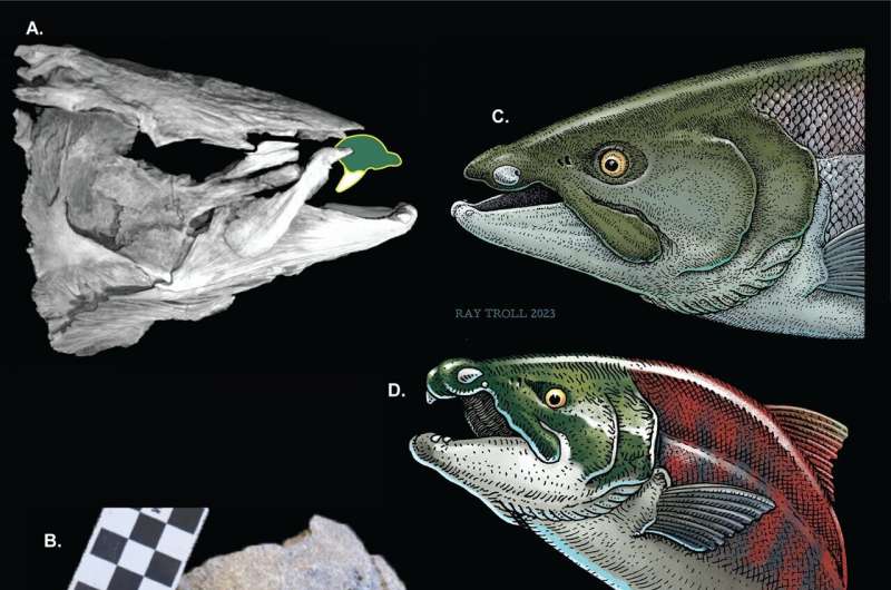 Ancient Salmon with Sabre-Tooth Teeth Unearthed: A New Species Revealed