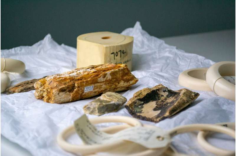 Laser Technology Revolutionizes Ivory Trade Enforcement