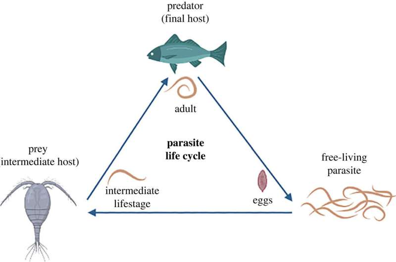 Parasites and Food Webs: New Research on Ecological Interactions