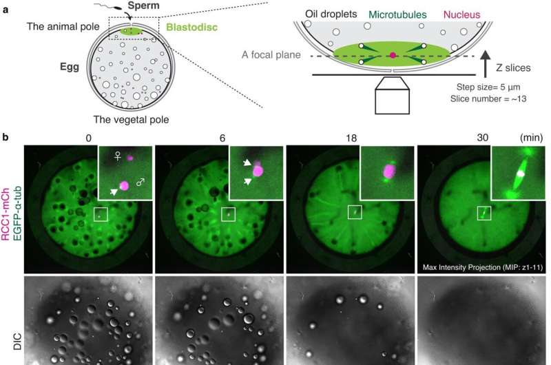 Timelapse Imaging Reveals Early Embryonic Cell Division Dynamics