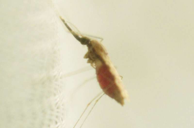 Climate Change & Malaria: How Rising Temperatures Could Worsen Transmission