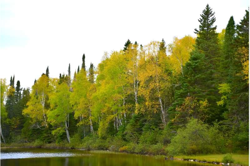 Climate-Resilient Forests: How Diversity Boosts Productivity