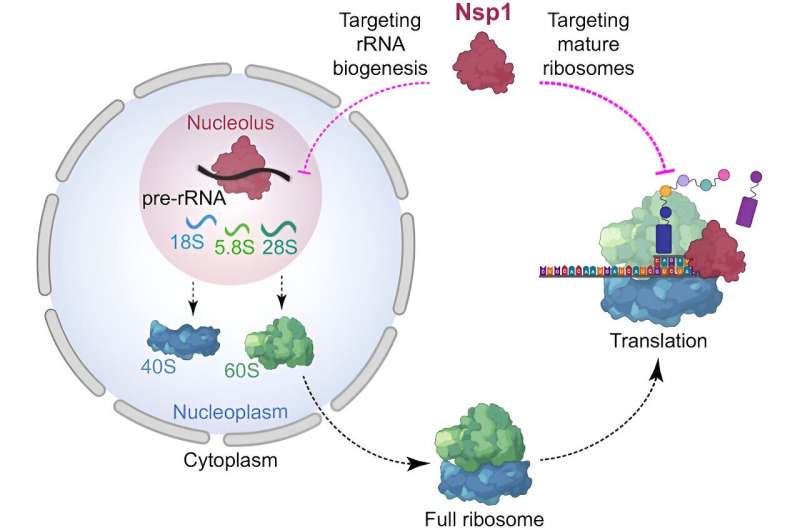 COVID-19 Impacts Protein Production: New Research Insights