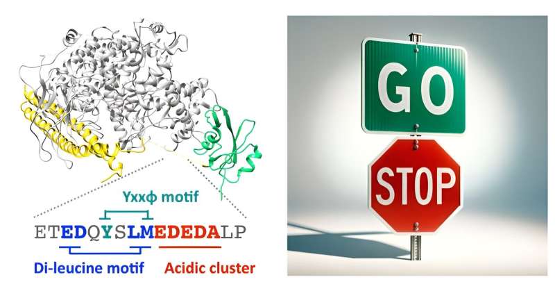 PI3K Enzyme s Dual Role in Cell Migration: A New Discovery