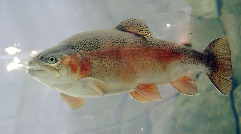 Southern California Steelhead Trout Declared Endangered: A Conservation Crisis