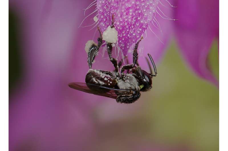 Bee Stings: Surprising Facts About Bee Survival After Stinging