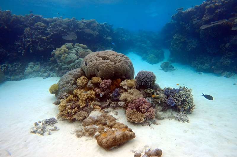 Oysters: A Natural Solution for Reef Cleanup Through Filtration