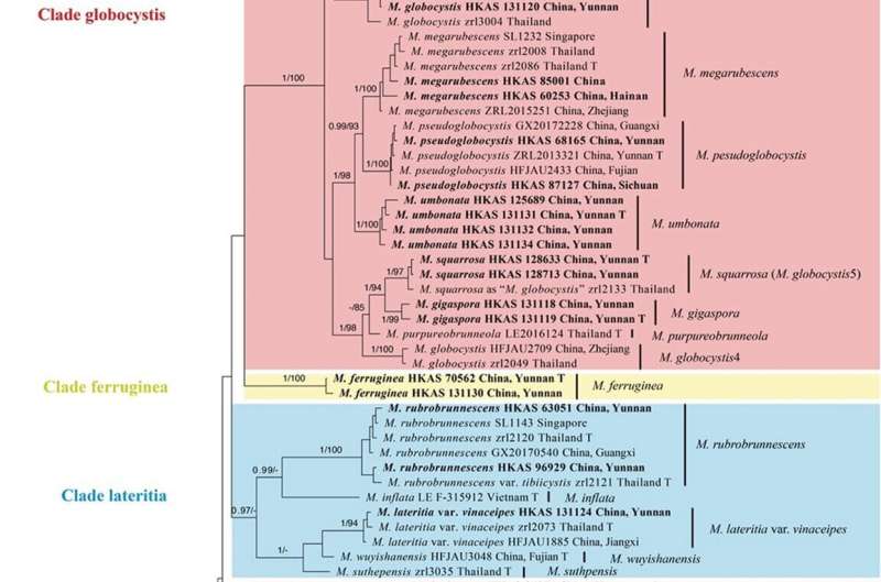 New Micropsalliota Species Discovered in Southern China: A Phylogenetic Analysis