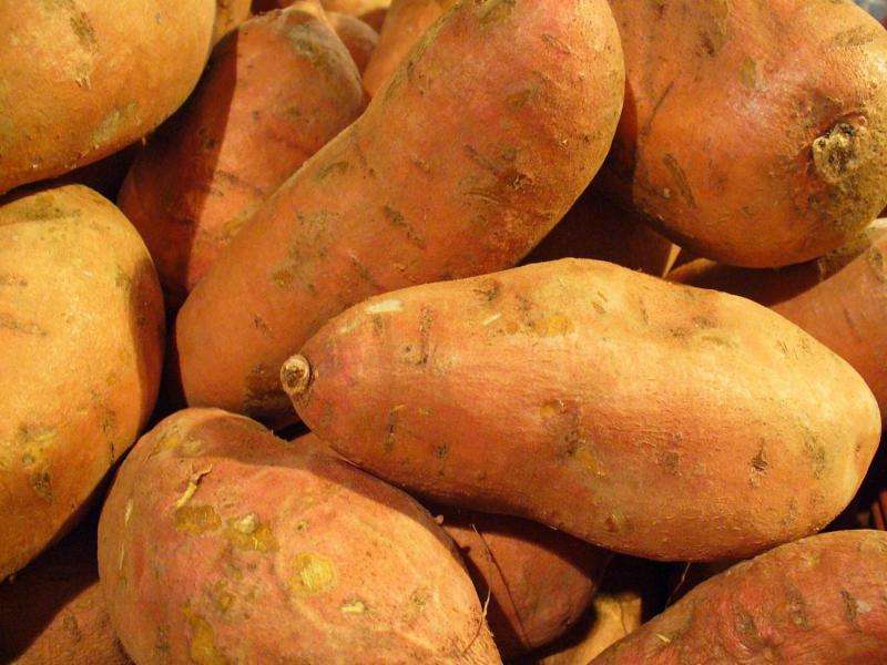 Hyperspectral Imaging & AI for Sweet Potato Quality Analysis | Research