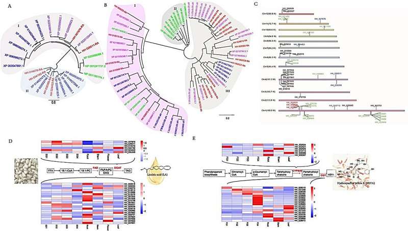 Safflower Genomics: Lipid, Flavonoid & Transcriptome Analysis