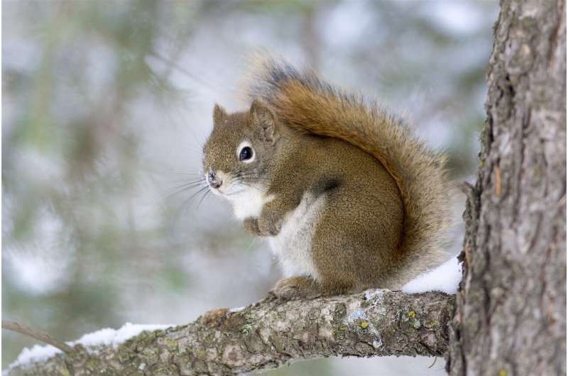 Late-Life Food Abundance May Mitigate Early Adversity in Squirrels - New Research