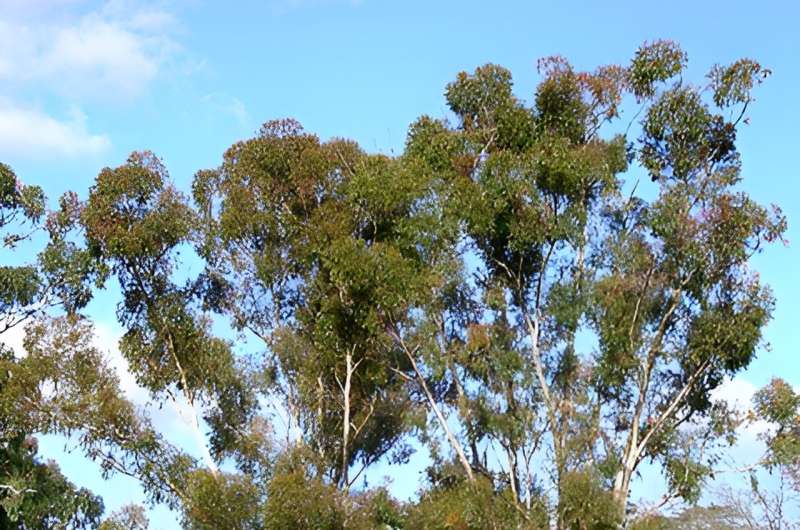 The Importance of Sugar Gums: Ecosystem Benefits & Wildlife Support