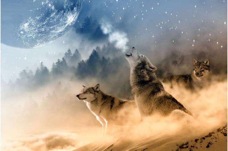 Gray Wolf Death in Colorado: Investigation Underway - U.S. Fish & Wildlife