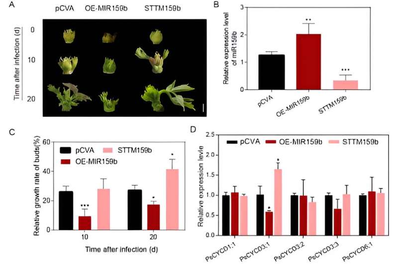 Mechanism of Bud Dormancy Release Uncovered in Tree Peony