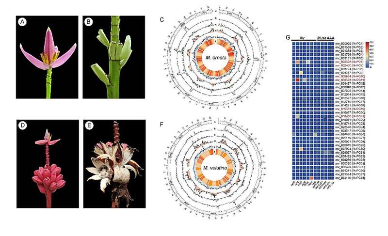 Reference Genomes of Ornamental and Pink Bananas: A Comprehensive Study