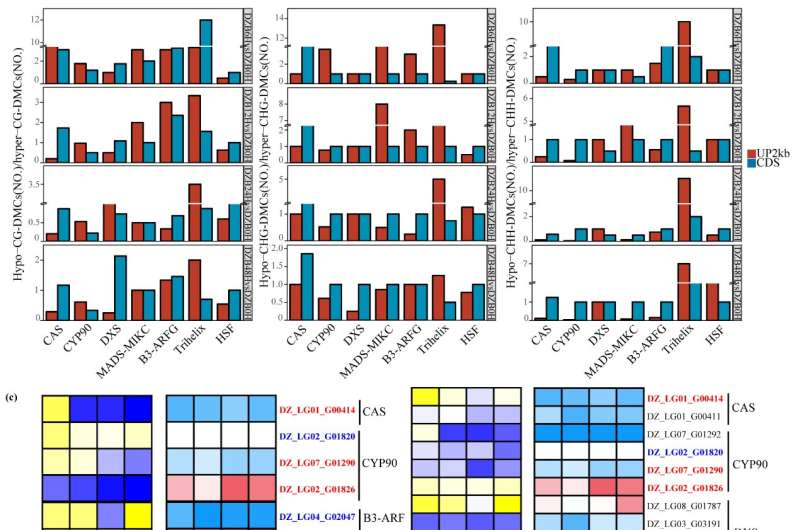 Diosgenin and Brassinosteroids in *Dioscorea zingiberensis*: A Metabolomic Study